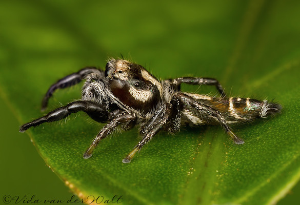 Thyene semiargentea