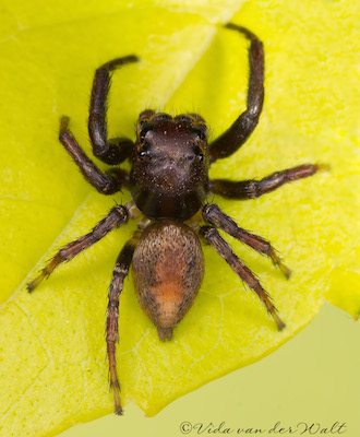 Thyenula