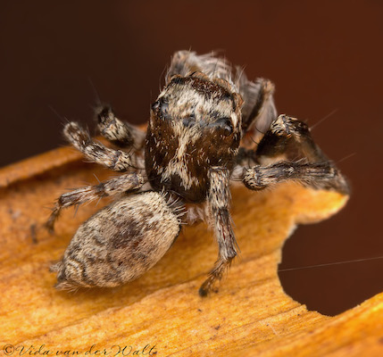 Tusitala